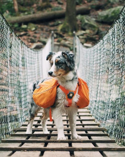 trip dog, dog acessories, tails track.