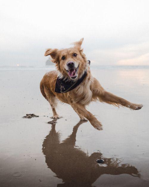 gear for adventurous dog