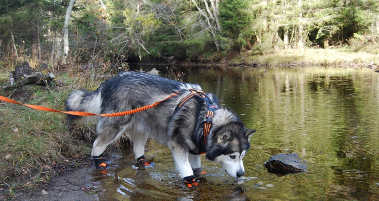 Waterproof Dog Boots – Anti-Slip, Reflective and Protective Shoes for Dogs